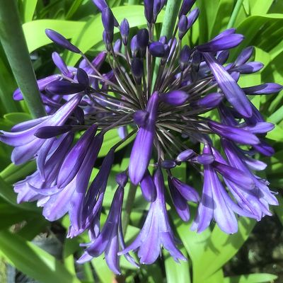 Agapanthus 'Summer Delight'