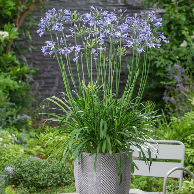 Agapanthus 'Su Casa'