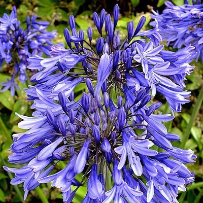 Agapanthus 'Stardust'