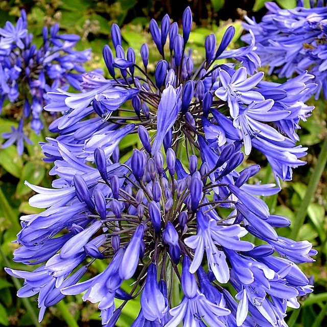 Agapanthus 'Stardust'
