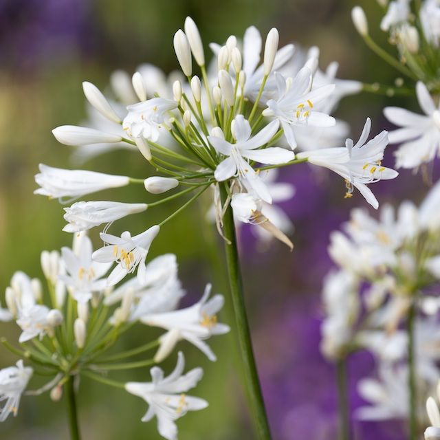 Agapanthus 'White Pixie'