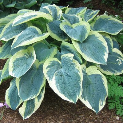 Hosta 'American Halo'