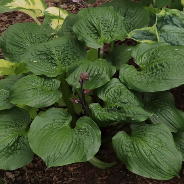 Hosta 'Celtic Bouquet'
