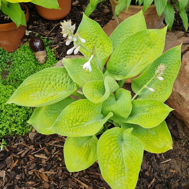 Hosta 'Cup of Joy '