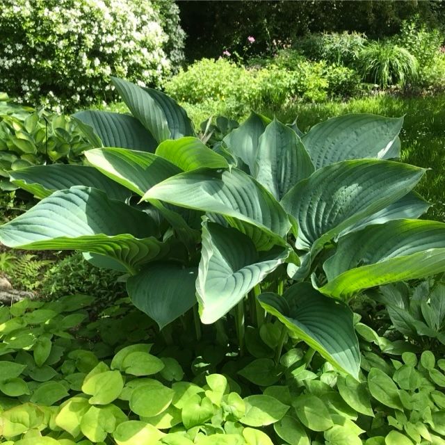 Hosta 'Empress Wu’ ™