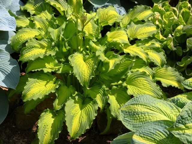 Hosta 'Emerald Ruff Cut'