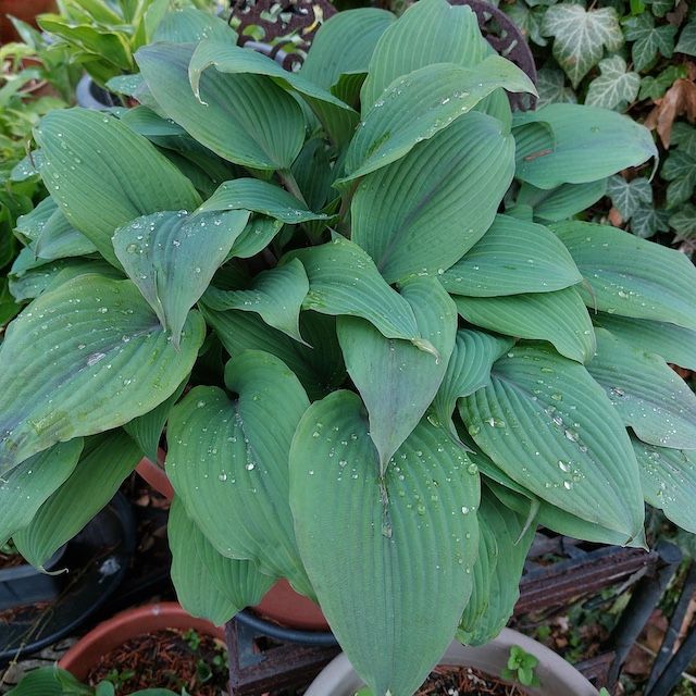 Hosta 'Holar Mystic Purple'