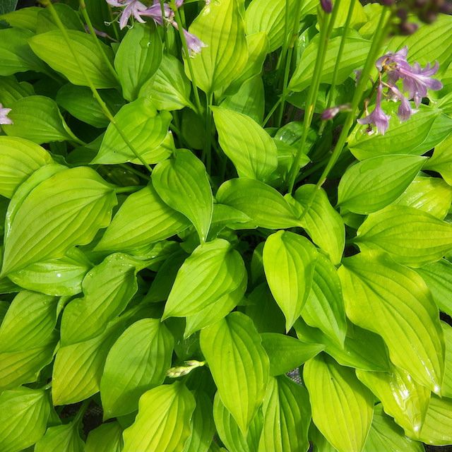 Hosta 'Hydon Sunset'