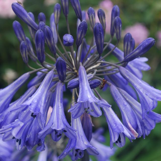 Agapanthus 'Rhapsody in Blue'