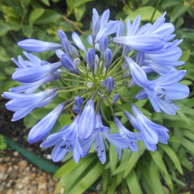 Agapanthus 'Zachary' Agapanthus 'Zachary'