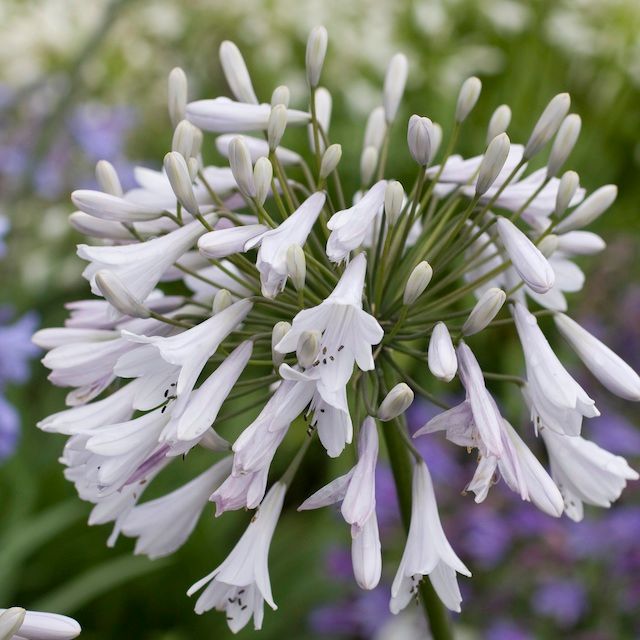 Agapanthus 'Windsor Grey'
