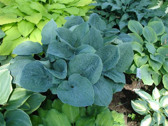 Hosta 'Bam Bam Blue'
