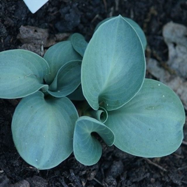 Hosta 'Blue Elf'