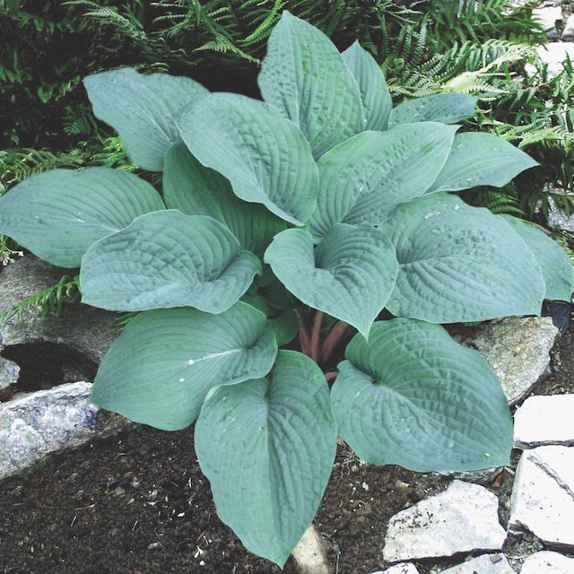 Hosta 'Blueberry Muffin'