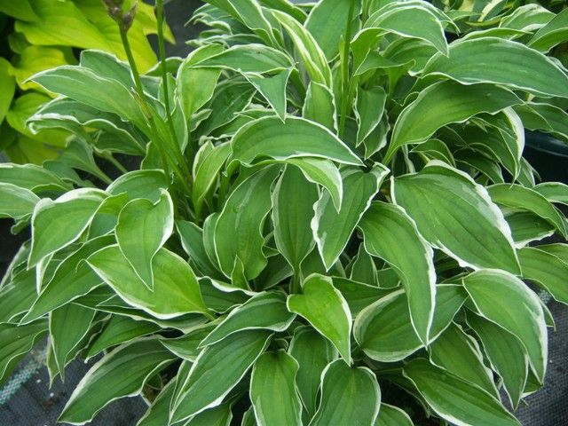 Hosta 'Lime Fizz'