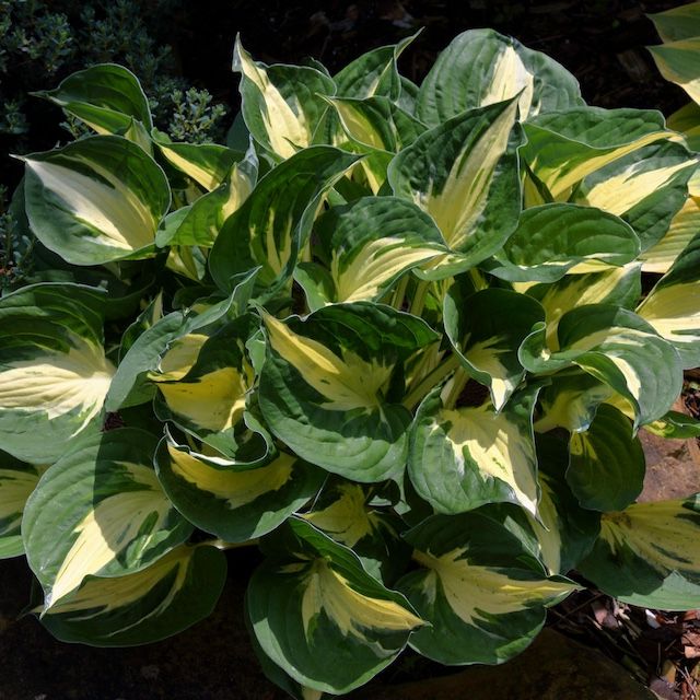 Hosta 'Pathfinder'