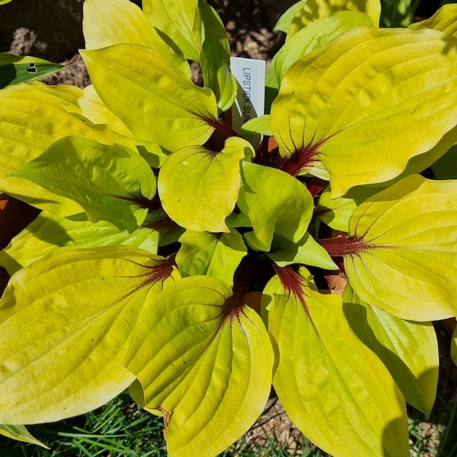Hosta 'Lipstick Sunset'