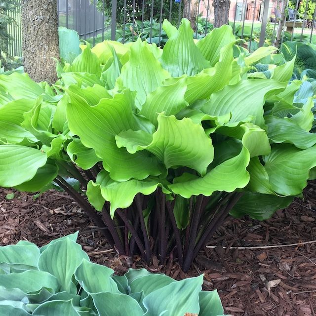 Hosta 'Peppermint Twist'
