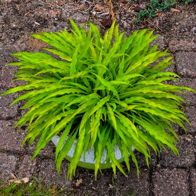 Hosta 'Party Streamers' ®