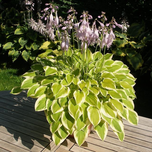 Hosta 'Lakeside Ninita'