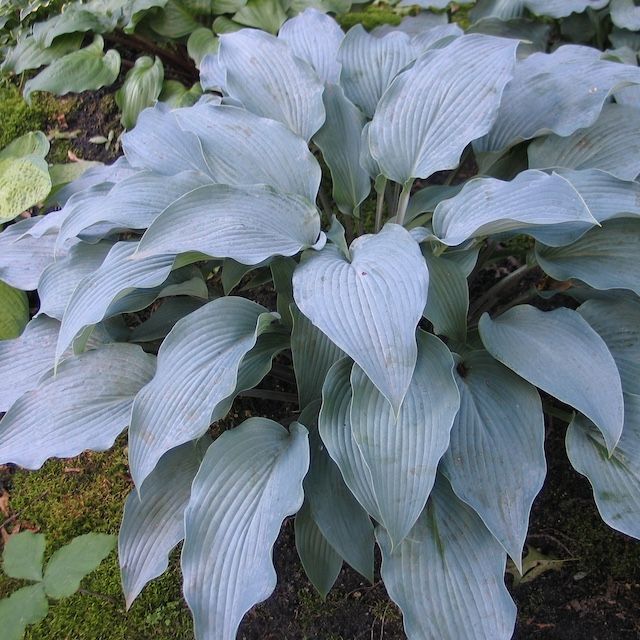 Hosta 'Round About Midnight'