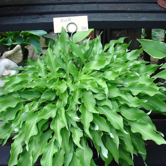 Hosta 'Quill'