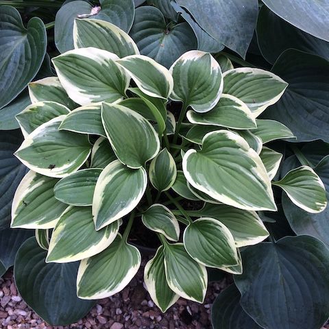 Hosta 'Rock Island Line'