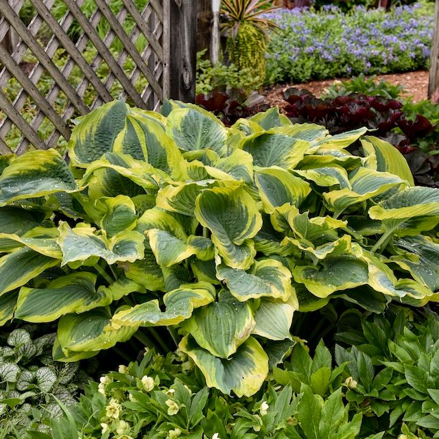 Hosta 'Seducer'