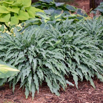 Hosta 'Silly String' ®