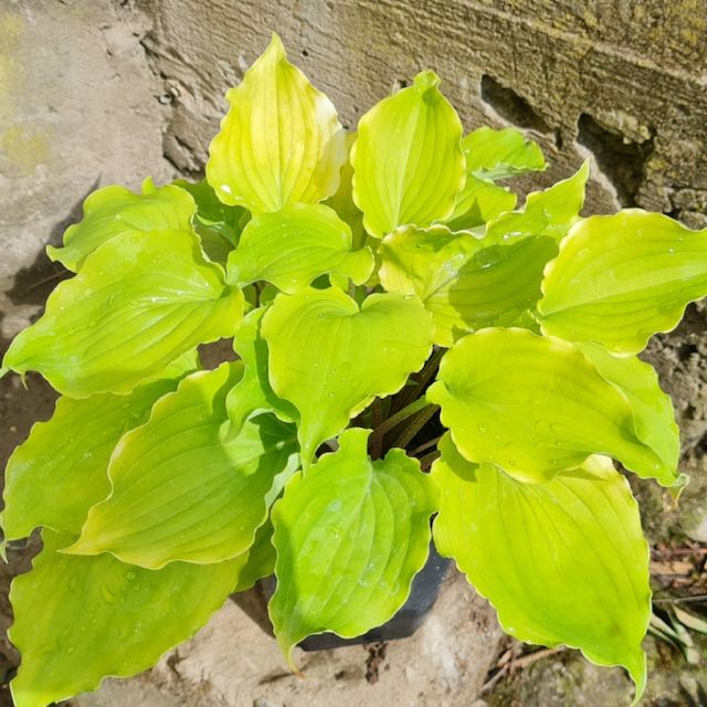 Hosta 'Valley's Lemon Squash'