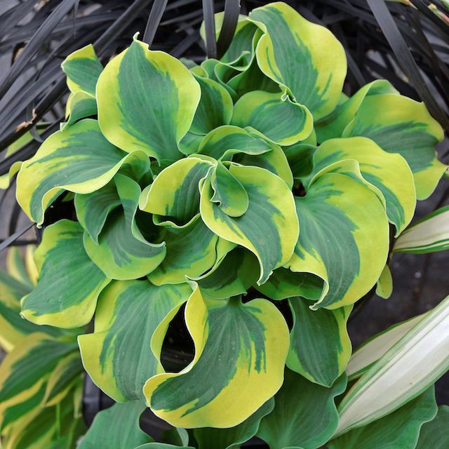 Hosta 'School Mouse' ™