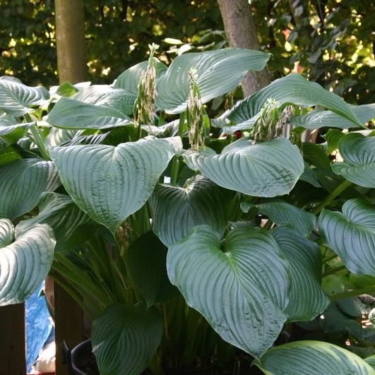 Hosta 'Lakeside Maverick'