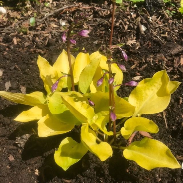 Hosta 'Boyz Toy'