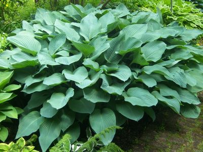 Hosta 'Snowden'