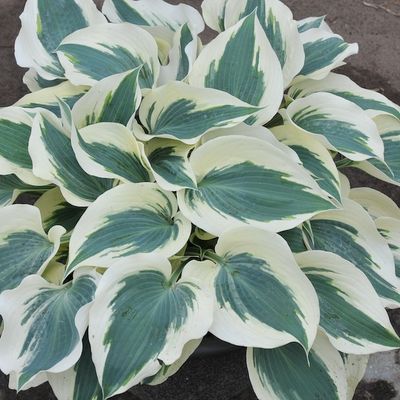 Hosta 'Firn Line'