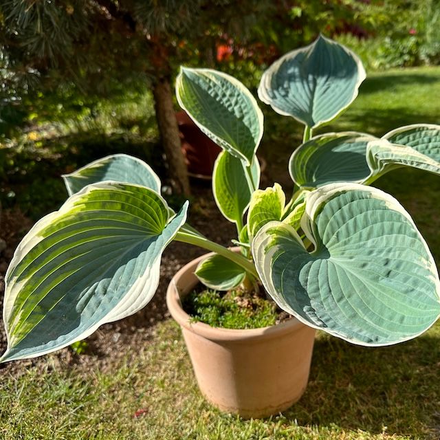 Hosta 'And You and I'