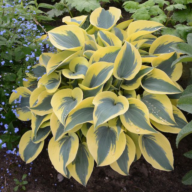 Hosta 'Autumn Frost’ ™