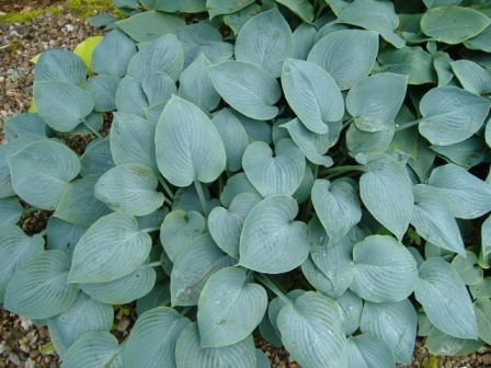 Hosta 'Hadspen Blue'