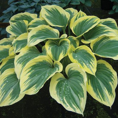 Hosta 'Liberty’ ™