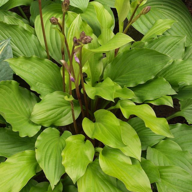 Hosta 'Fruit Punch'