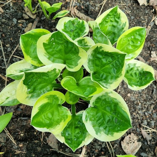 Hosta 'Fruit Loop'