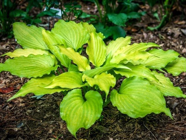 Hosta 'Funny Bones'