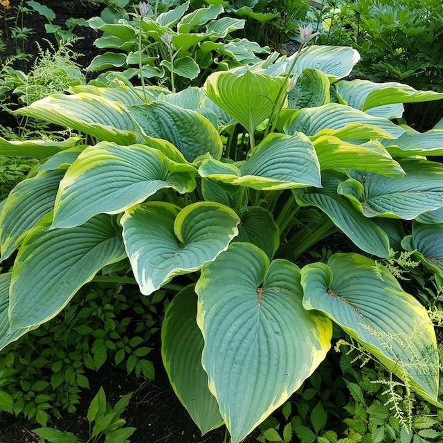 Hosta 'Gabriel's Wing'