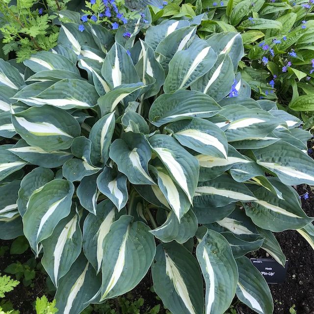Hosta 'Pin-up'