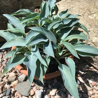 Hosta 'Purple Verticulated Elf'