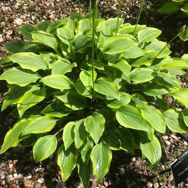 Hosta 'Paradise Sunset'