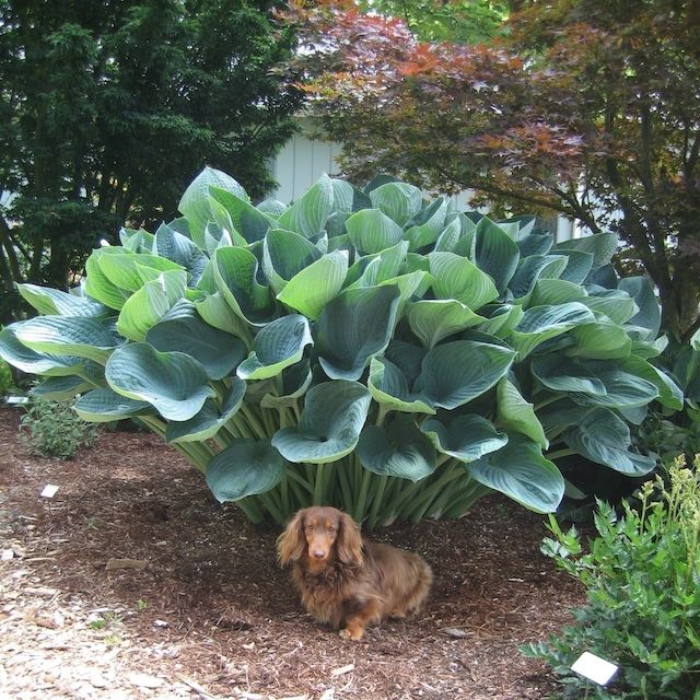 Hosta 'Gentle Giant'