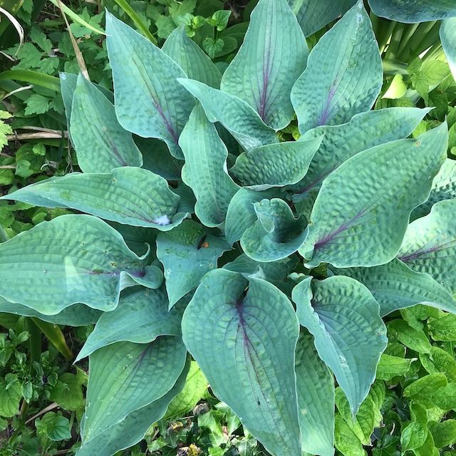 Hosta 'Jack Berry'