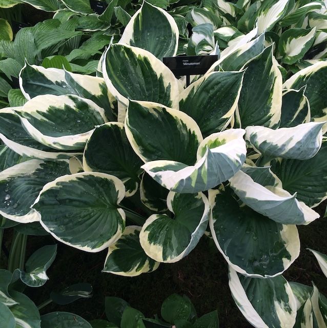 Hosta 'Minuteman'