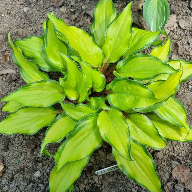 Hosta 'Pineapple Salsa '